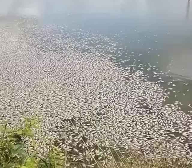 Peixes mortos sinalizam problemas em barragem de Nossa Senhora da Glória