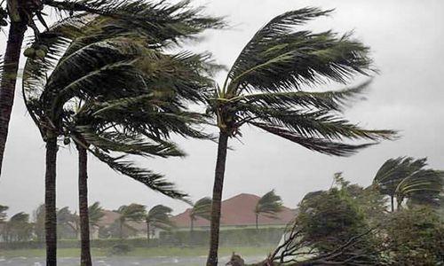 Ventos fortes derrubam coqueiro na Orla de Atalaia
