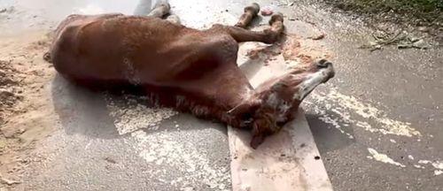 Comoção em Itabaiana: Cavalo machucado ganha atenção após imagens nas redes sociais
