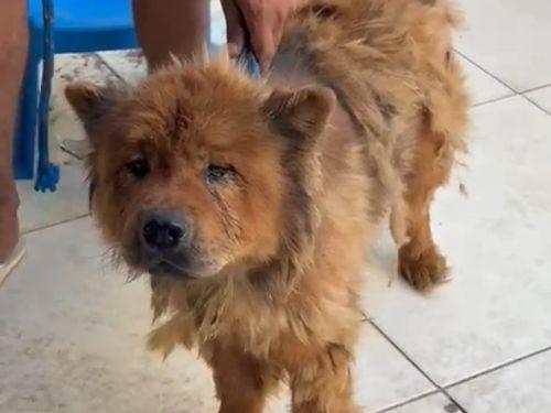 Casal é detido em Itabaiana após denúncia de maus-tratos a animal