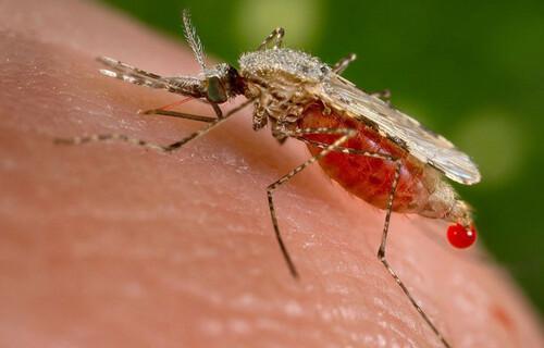 Malária em Sergipe: Homem de 60 anos diagnosticado após viagem a Luanda