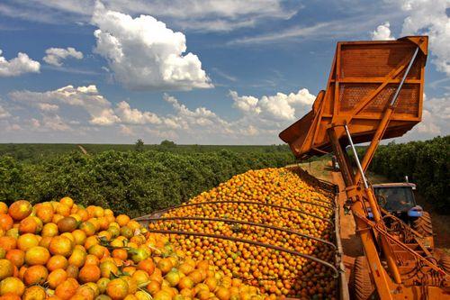 Suco de laranja foi responsável por 68,5% das exportações em Sergipe