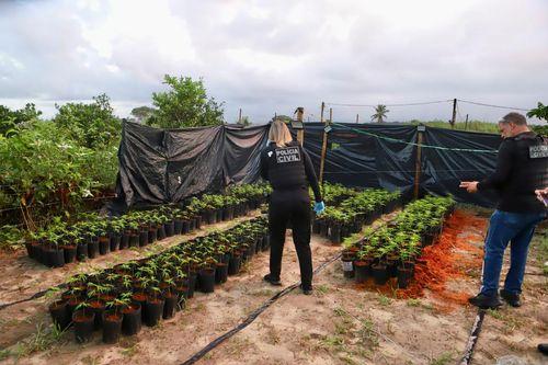Polícia Civil desarticula comércio ilegal de maconha ligado a associação de cultivo medicinal